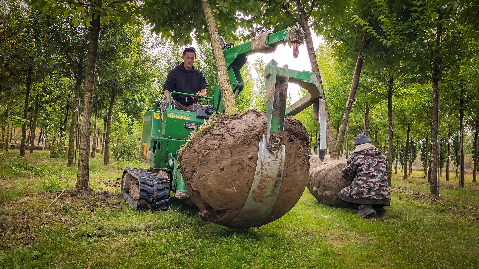 бронницы, сады бэллы, питомник аллейных деревьев в бронницах, экономика, экспорт деревьев в бронницах,