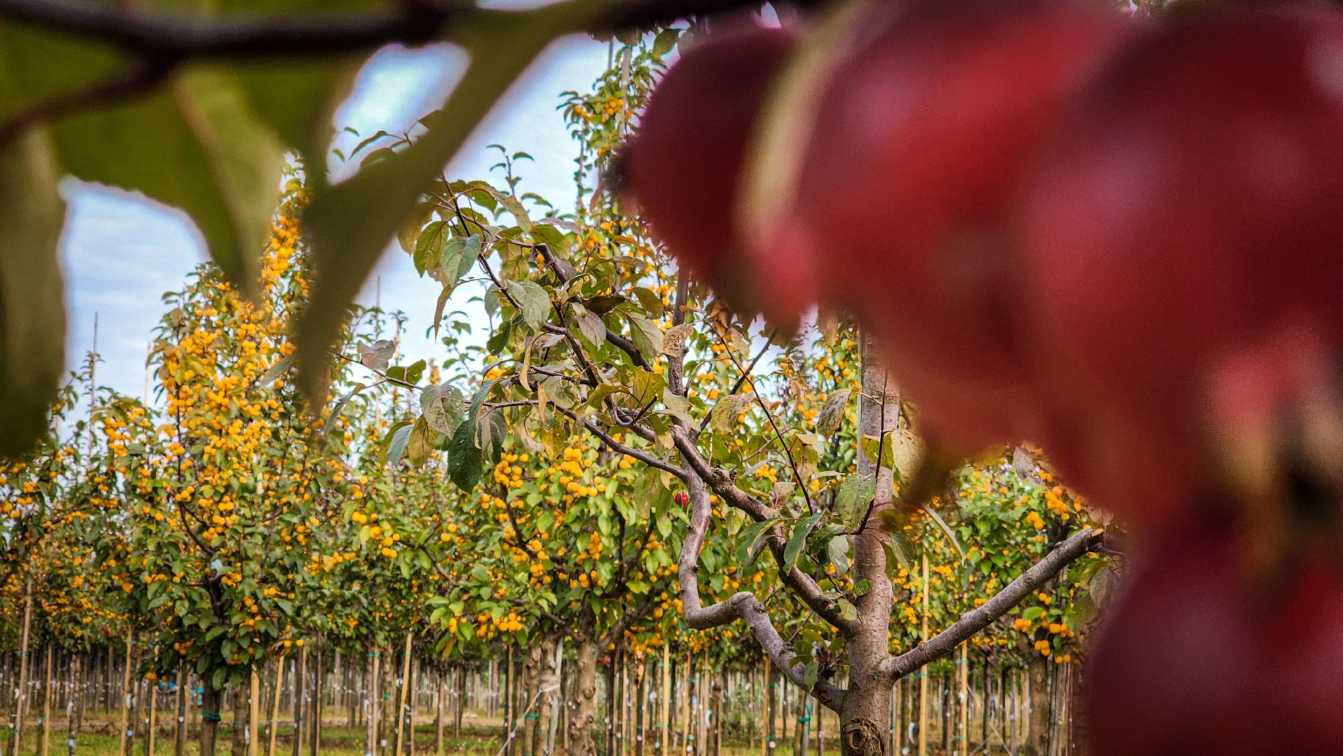 бронницы, сады бэллы, питомник аллейных деревьев в бронницах, экономика, экспорт деревьев в бронницах,