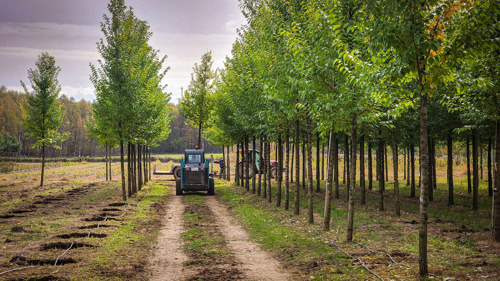 бронницы, сады бэллы, питомник аллейных деревьев в бронницах, экономика, экспорт деревьев в бронницах,