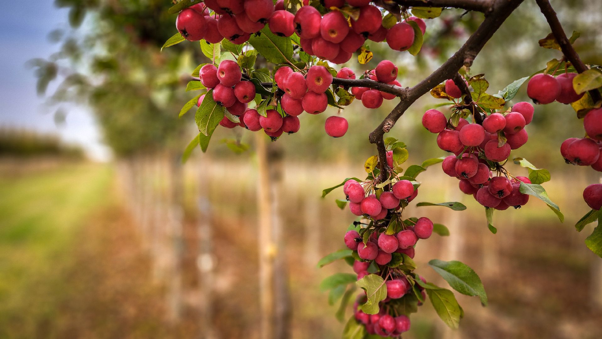 бронницы, сады бэллы, питомник аллейных деревьев в бронницах, экономика, экспорт деревьев в бронницах,