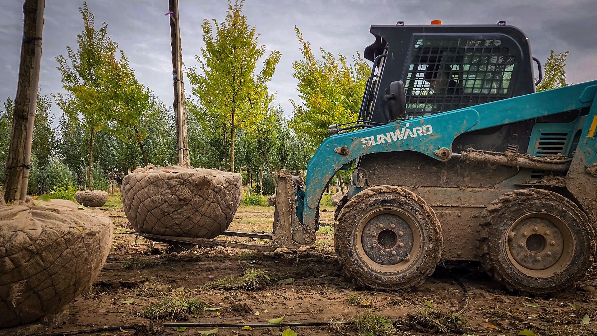 бронницы, сады бэллы, питомник аллейных деревьев в бронницах, экономика, экспорт деревьев в бронницах,