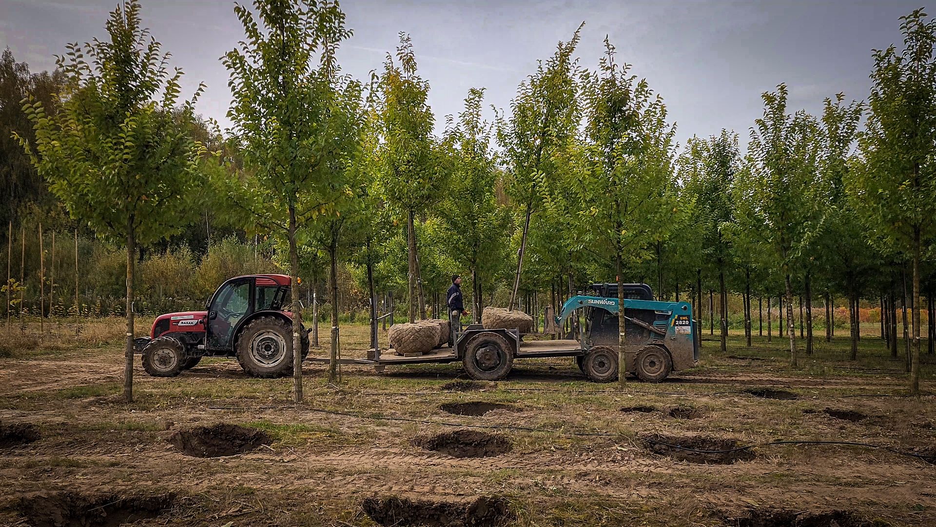 бронницы, сады бэллы, питомник аллейных деревьев в бронницах, экономика, экспорт деревьев в бронницах,