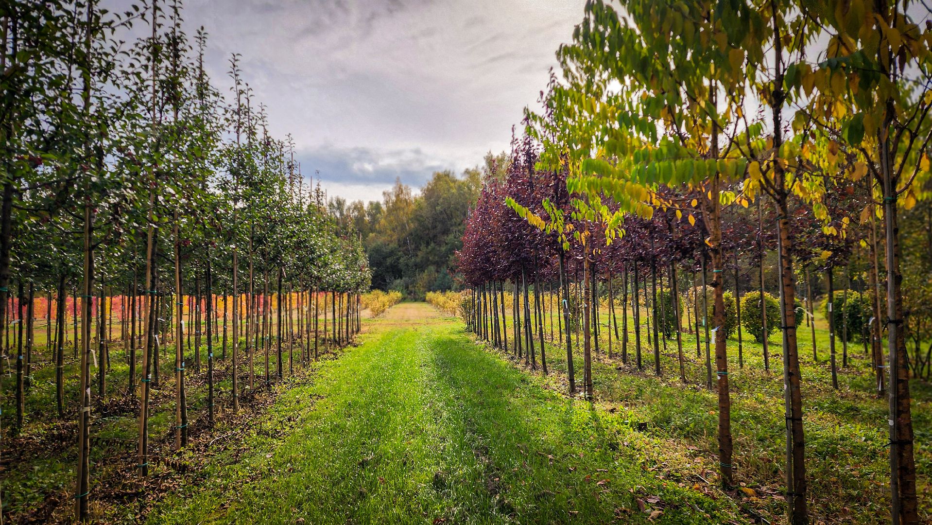 бронницы, сады бэллы, питомник аллейных деревьев в бронницах, экономика, экспорт деревьев в бронницах,