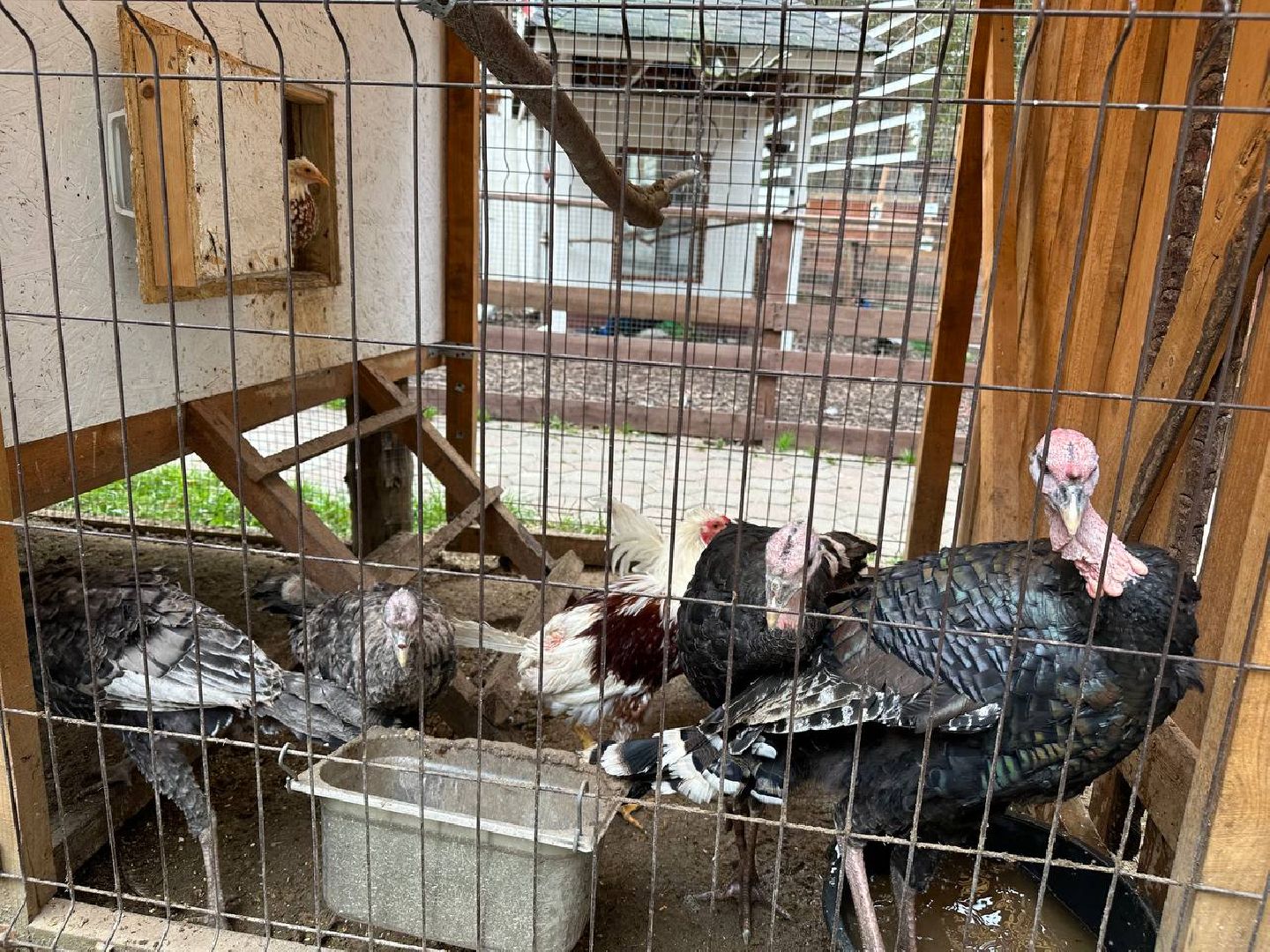 домодедово, эко ферма, парки,