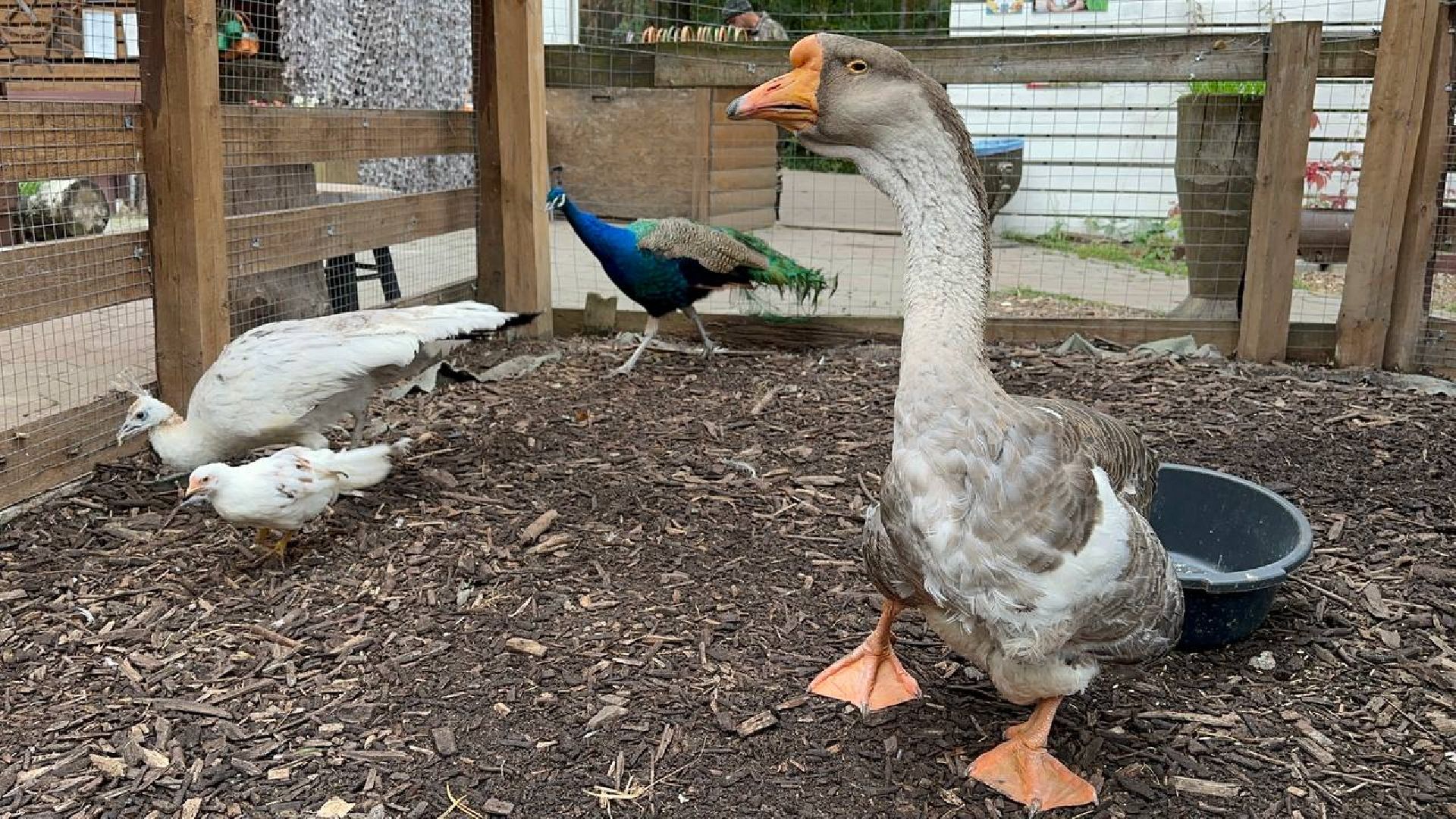 домодедово, эко ферма, парки,