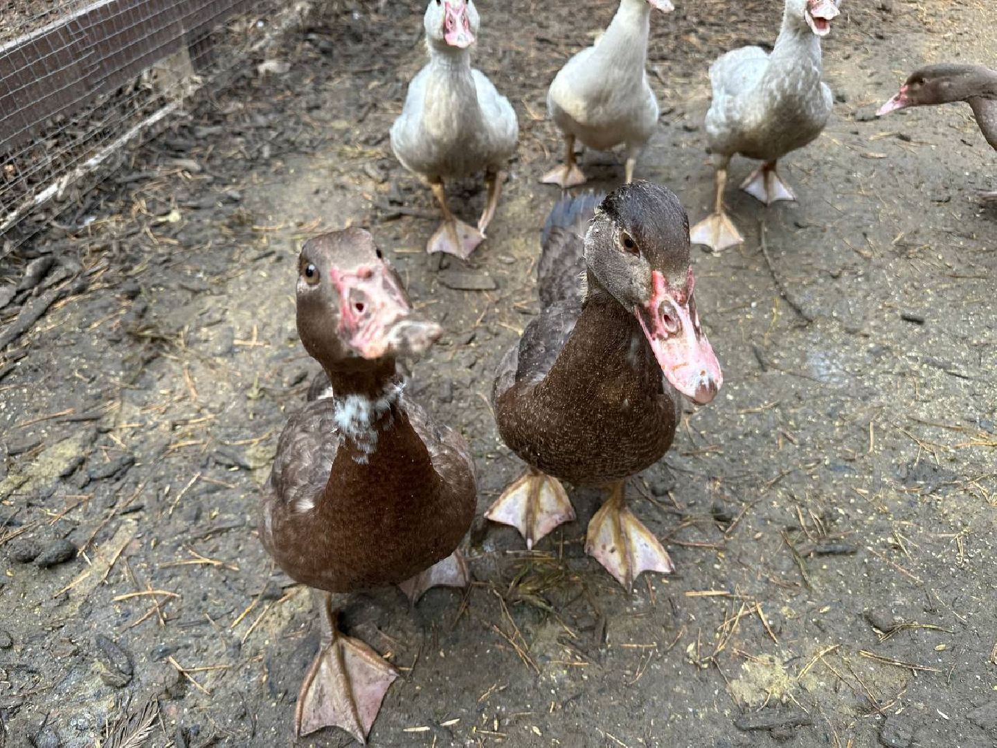 домодедово, эко ферма, парки,