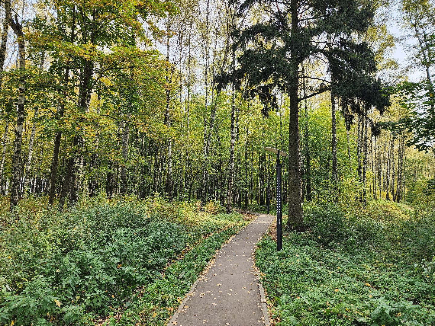 топ-5, озеленение, рейтинг самых зеленых городов, ногинск, богородский городский округ,