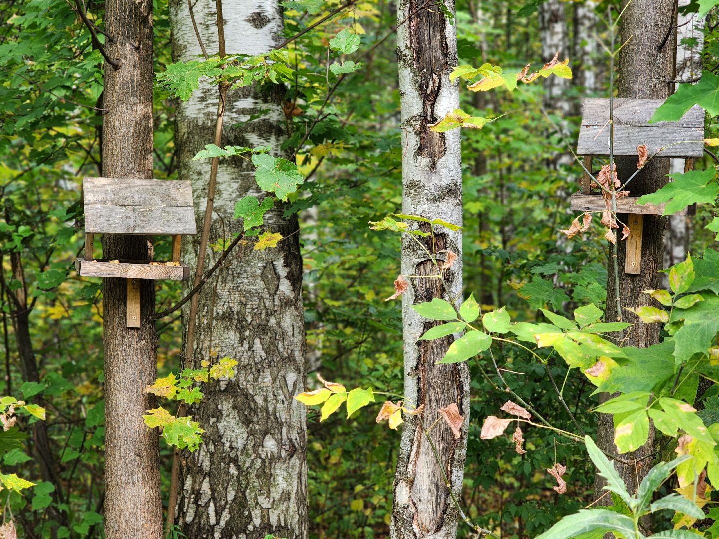 топ-5, озеленение, рейтинг самых зеленых городов, ногинск, богородский городский округ,