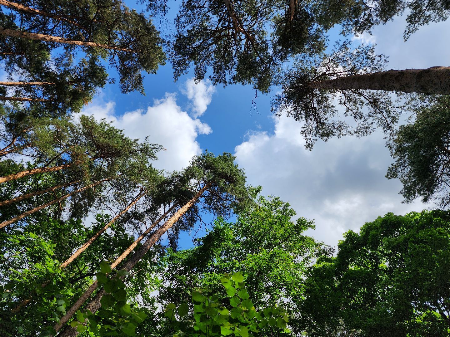 топ-5, озеленение, рейтинг самых зеленых городов, ногинск, богородский городский округ,