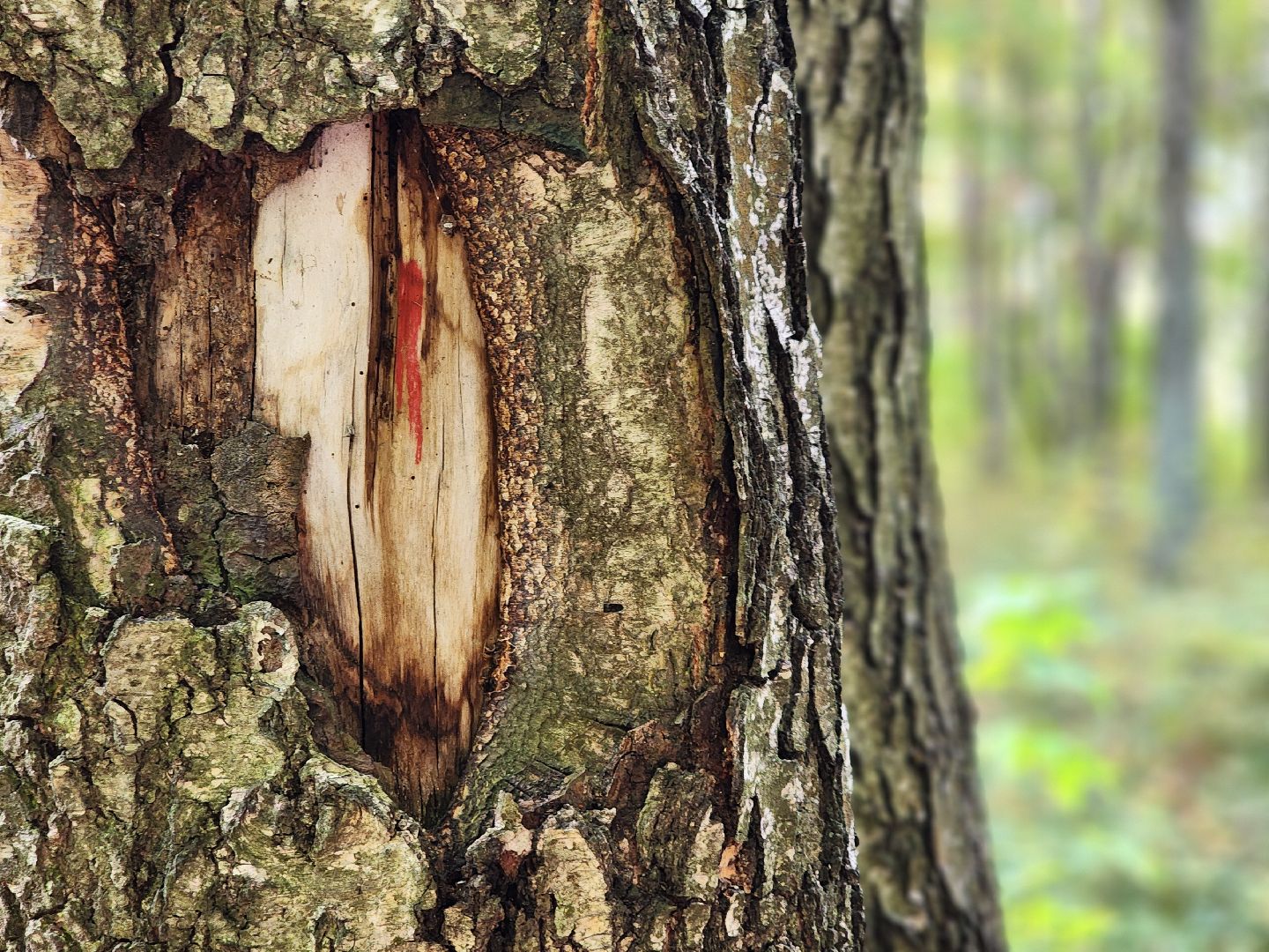 топ-5, озеленение, рейтинг самых зеленых городов, ногинск, богородский городский округ,