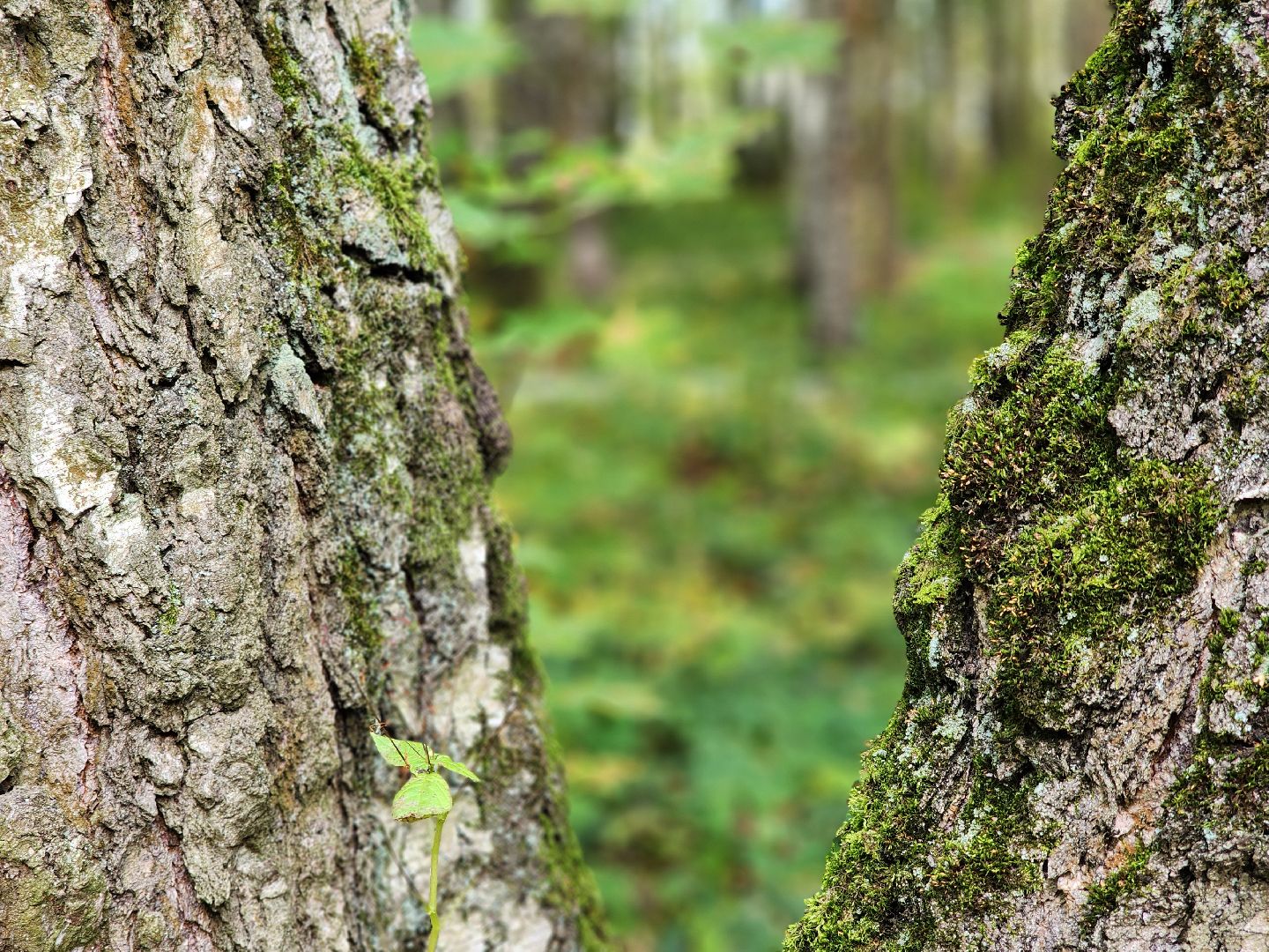 топ-5, озеленение, рейтинг самых зеленых городов, ногинск, богородский городский округ,