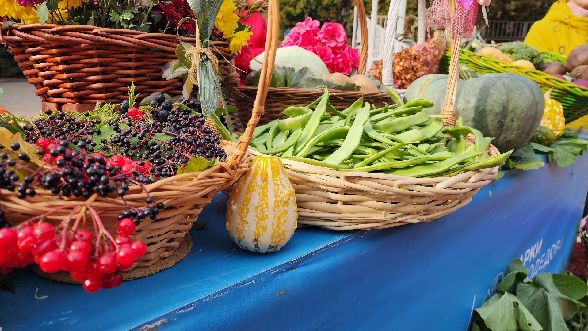 дармарка, огород, саженцы, домодедово, активное долголетие, конкурс, осень, кашпо, горшок,