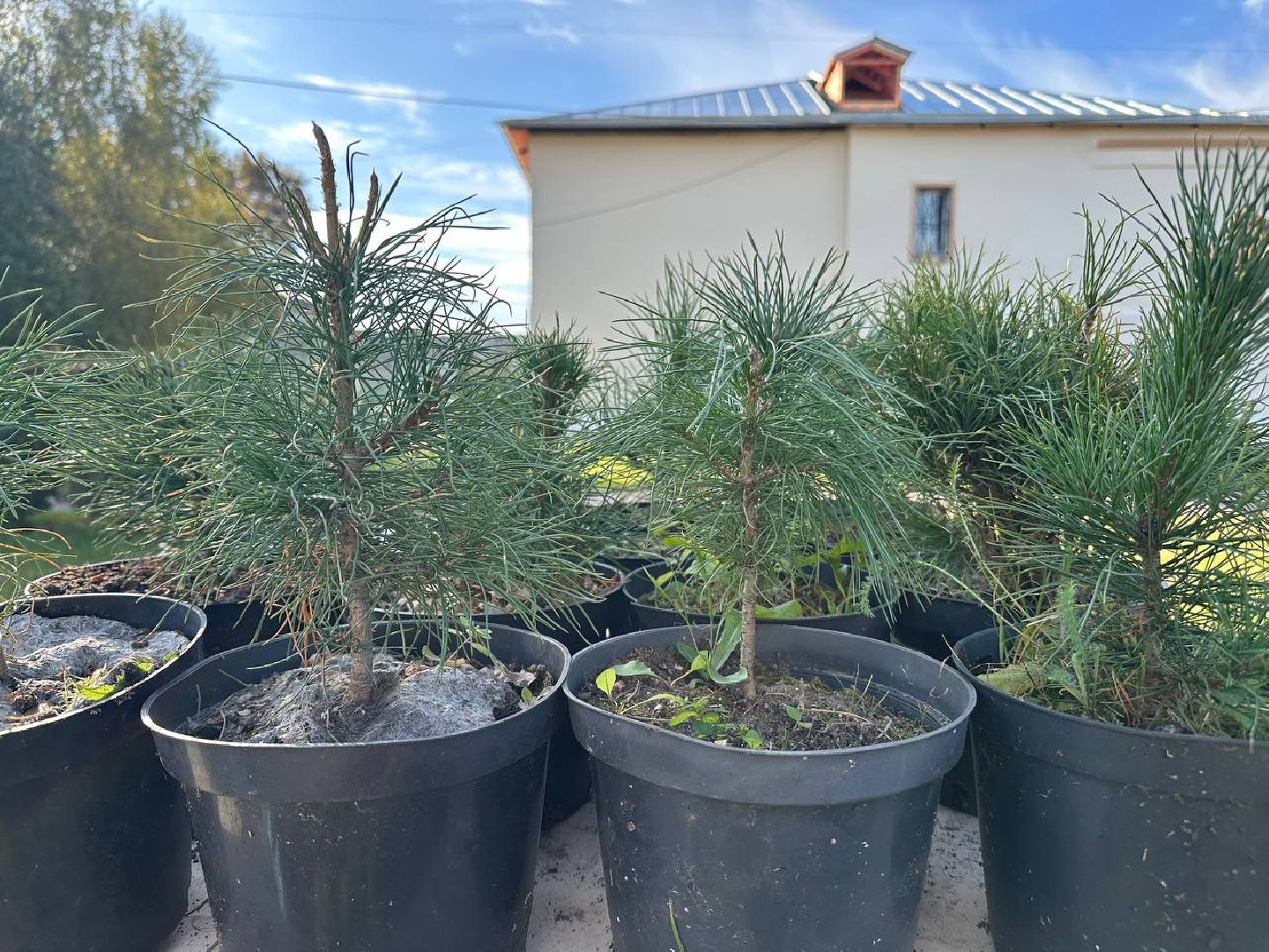 благотворительная акция, домодедово, деревья,