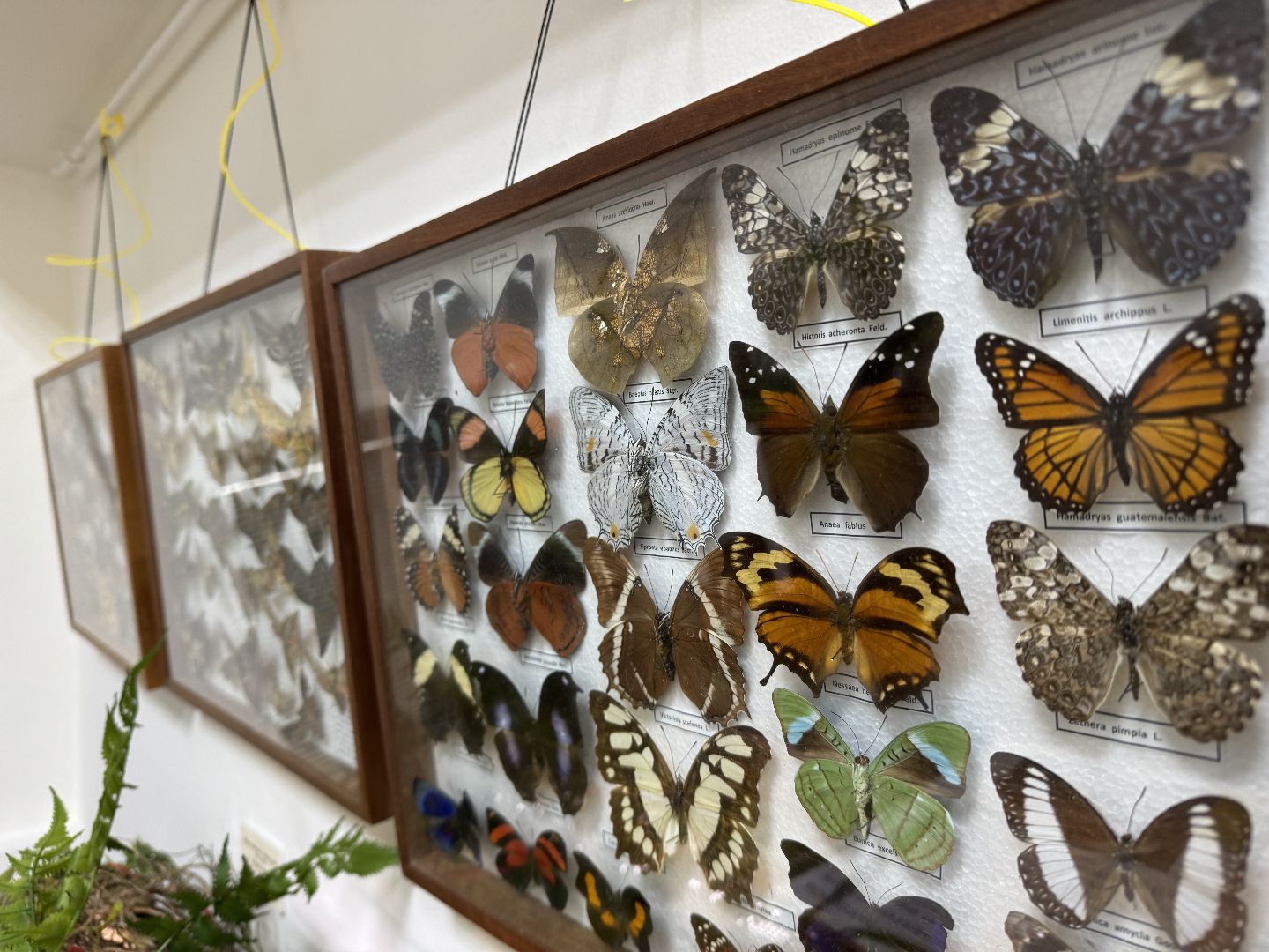 рептилии, бабочки, досуг, выставка ,