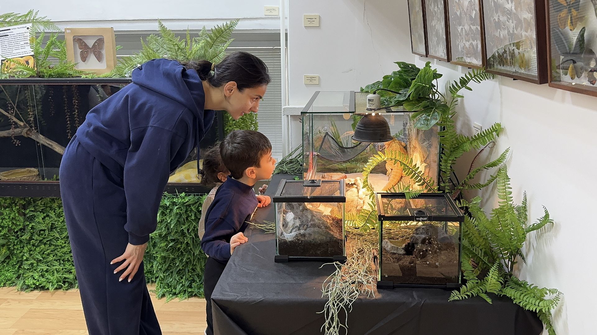 рептилии, бабочки, досуг, выставка ,