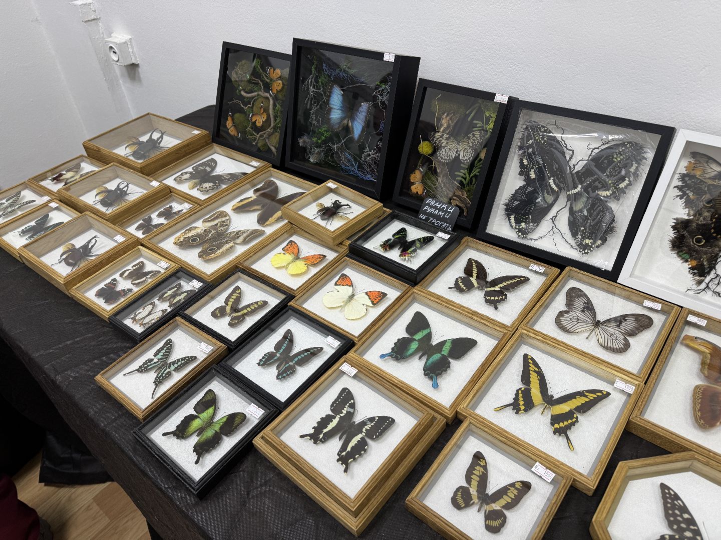 рептилии, бабочки, досуг, выставка ,