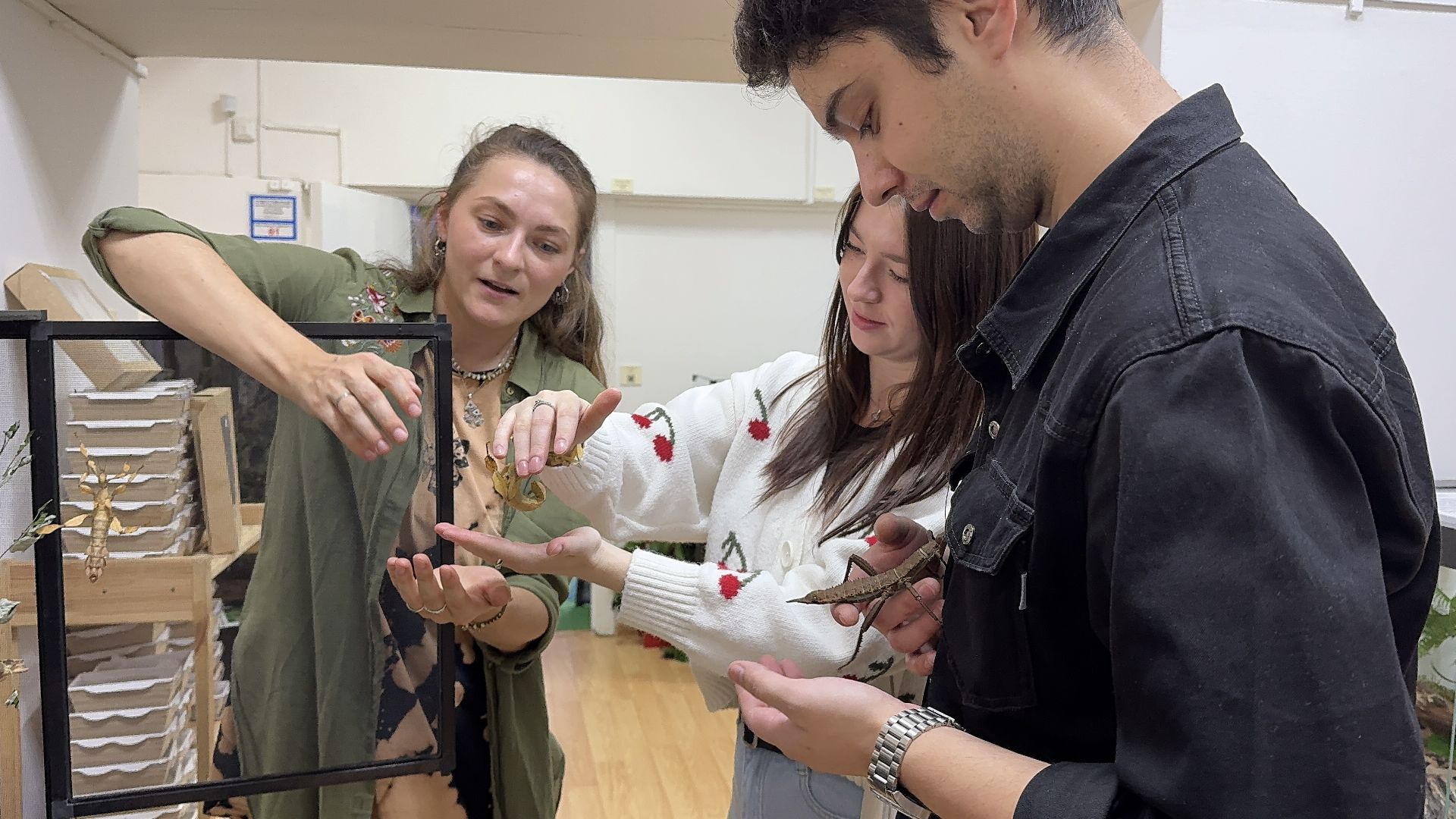 рептилии, бабочки, досуг, выставка ,