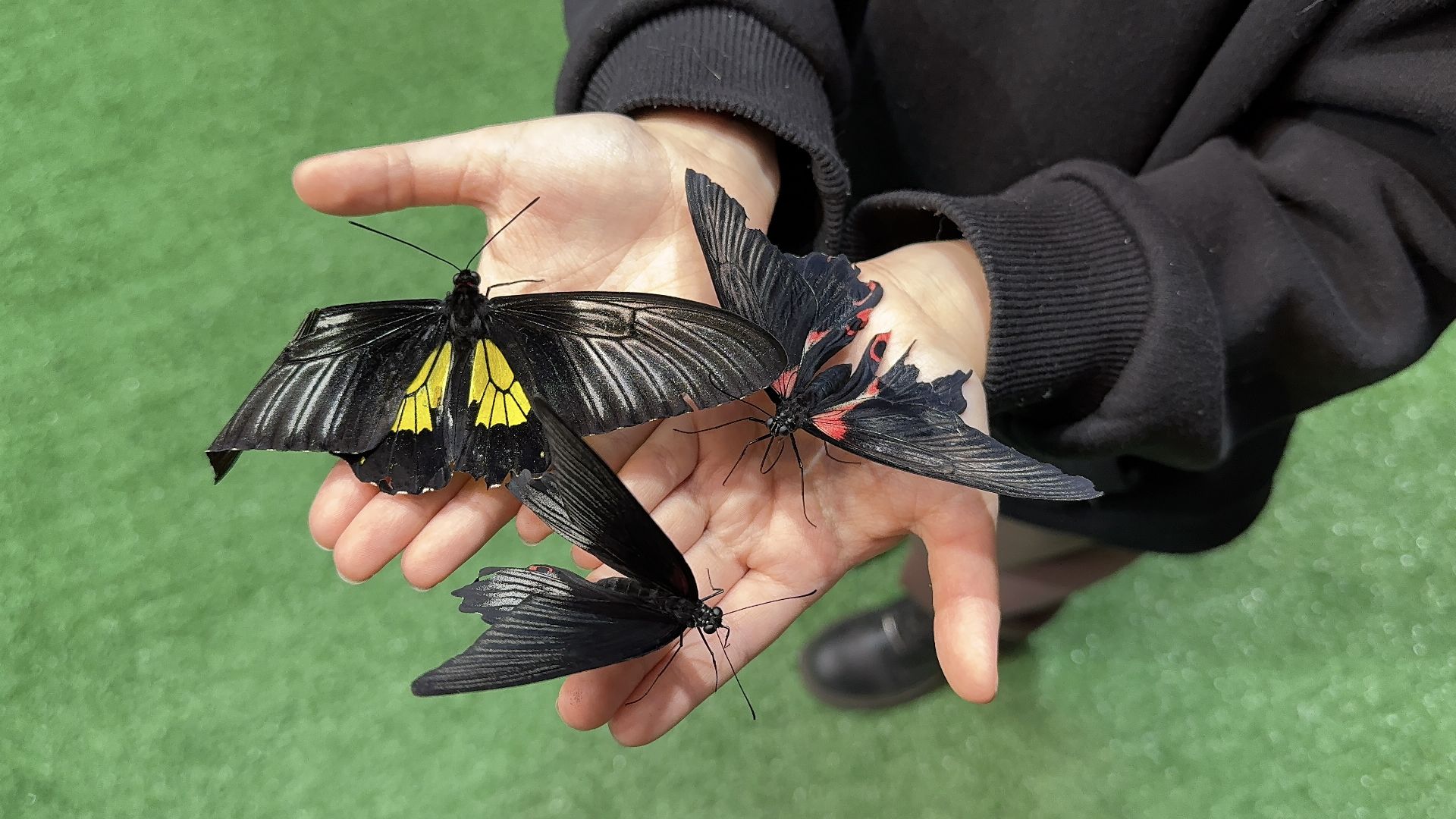 рептилии, бабочки, досуг, выставка ,