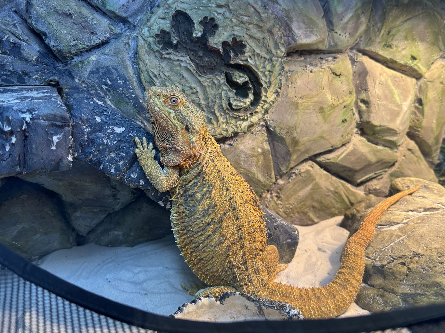 рептилии, бабочки, досуг, выставка ,