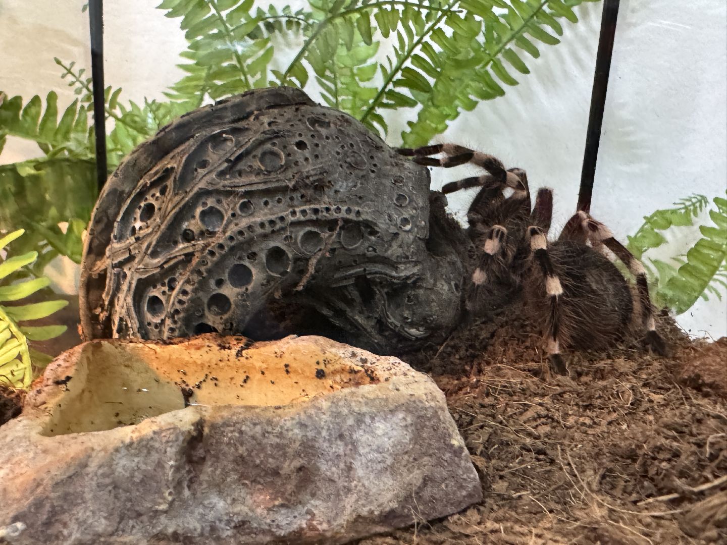 рептилии, бабочки, досуг, выставка ,