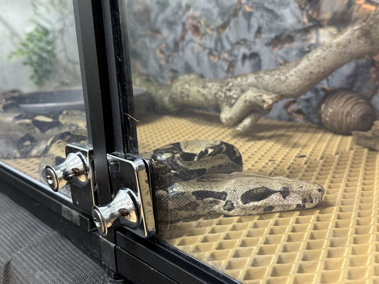 рептилии, бабочки, досуг, выставка ,