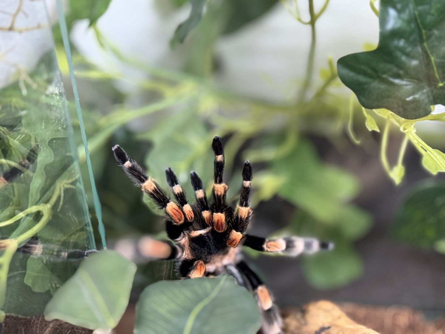 рептилии, бабочки, досуг, выставка ,