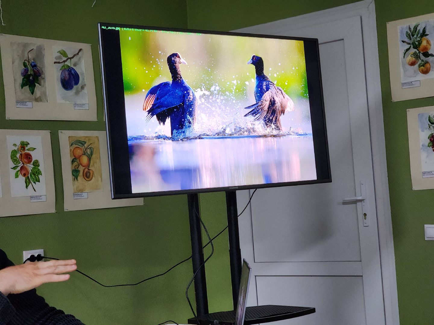 сергиев посад, сергиево-посадский городской округ, роман лобанов, фотограф-анималист, фотограф-натуралист, первозданная россия, фото журавлей, совы, сайгаки, золотая черепаха,