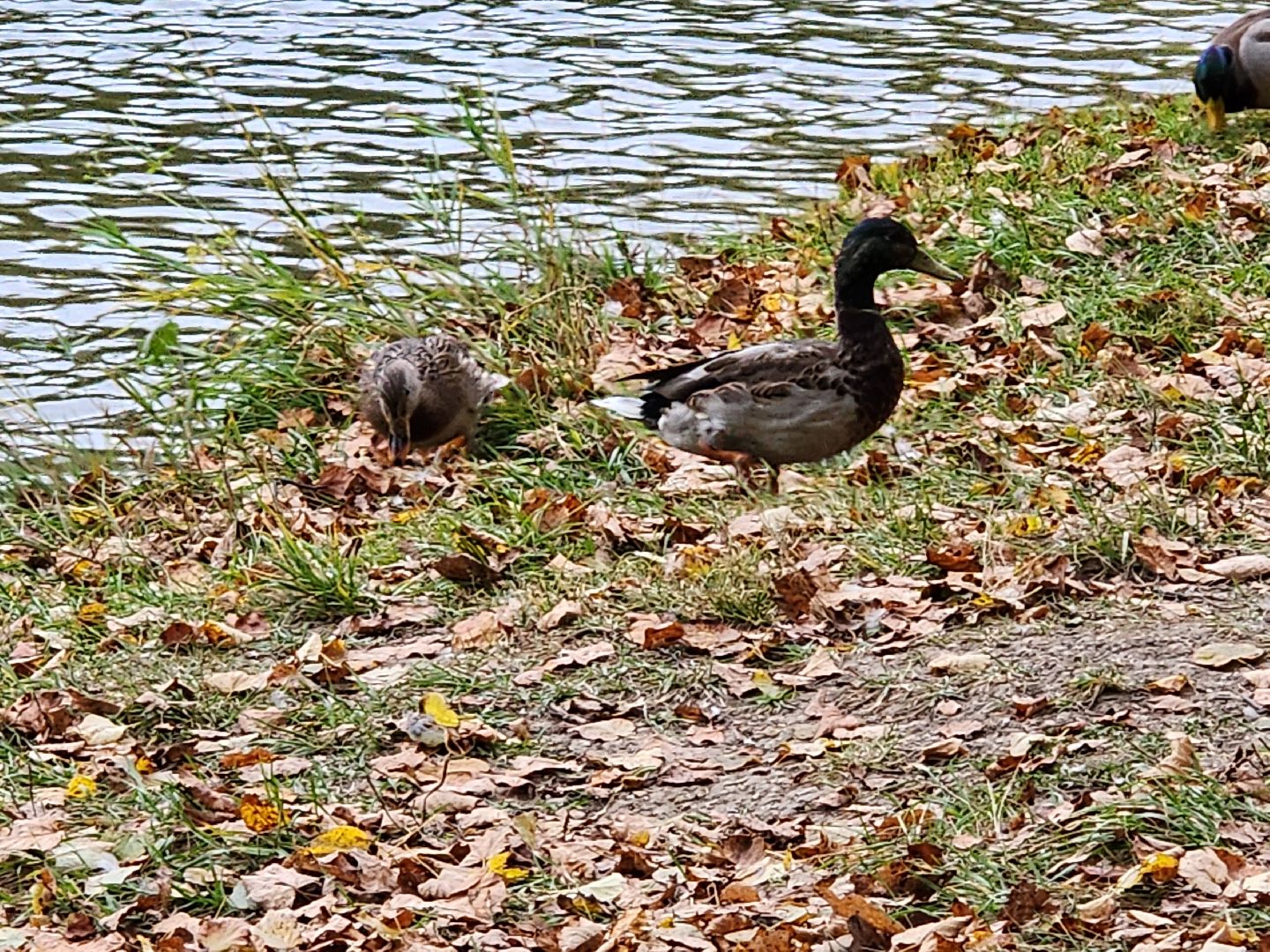 сергиев посад, сергиево-посадский городской округ, роман лобанов, фотограф-анималист, фотограф-натуралист, первозданная россия, фото журавлей, совы, сайгаки, золотая черепаха,