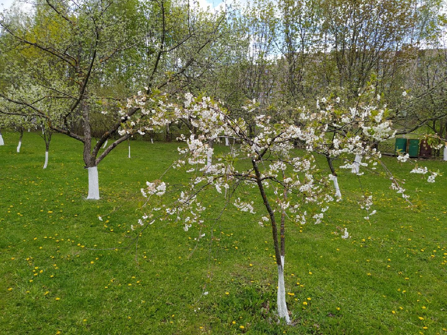 парки, сад, Нахабино