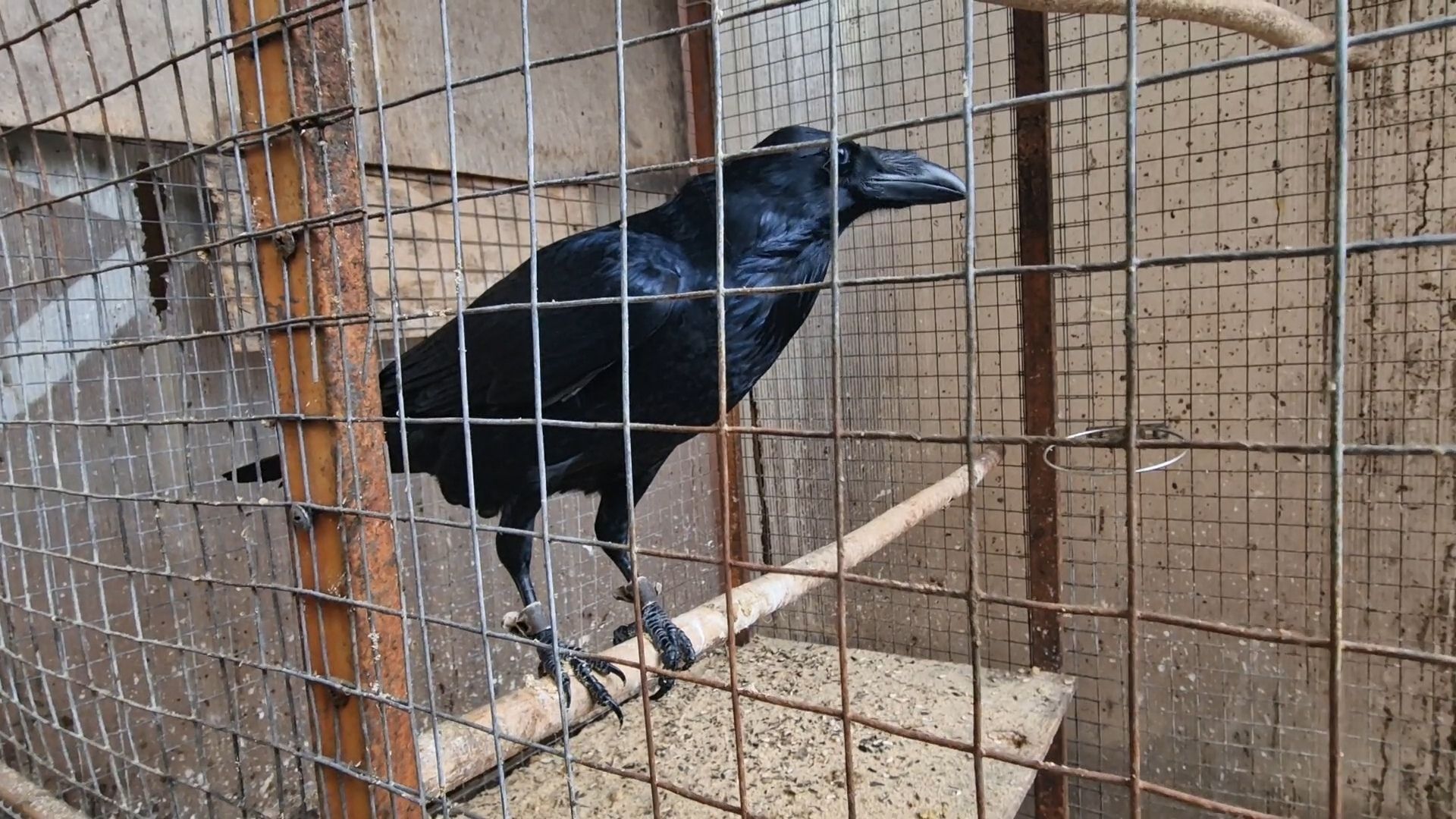добрые прогулки в Балашихе, конный клуб пелагея в балашихе, помощь семьям участников сво,