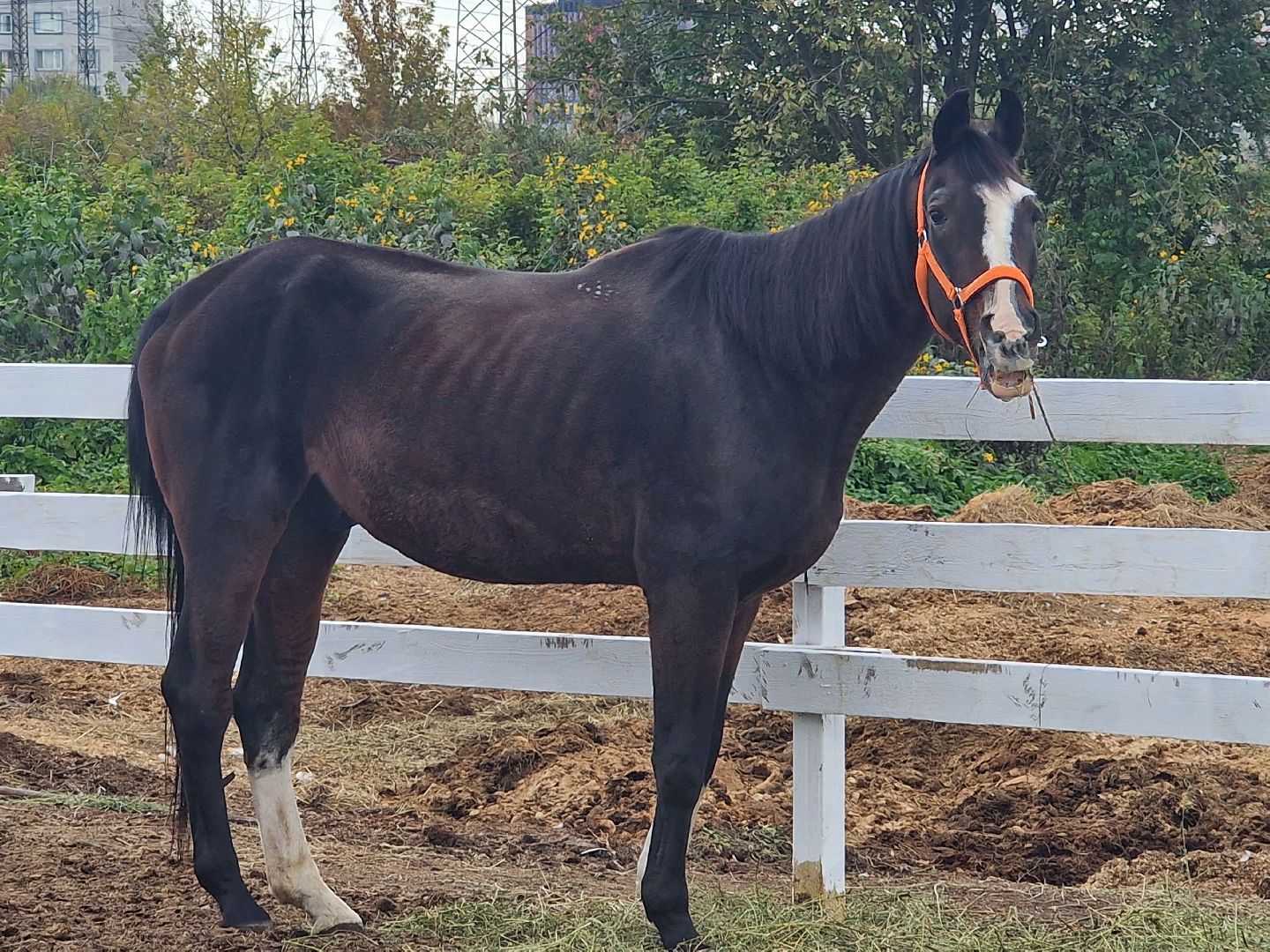 добрые прогулки в Балашихе, конный клуб пелагея в балашихе, помощь семьям участников сво,