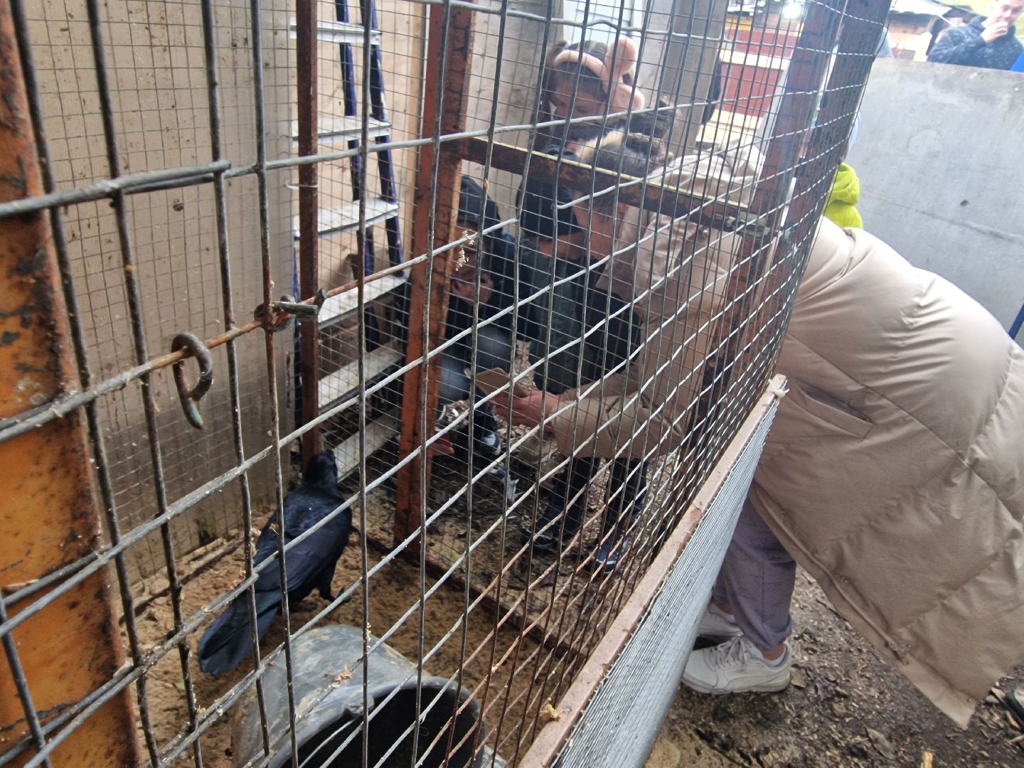 добрые прогулки в Балашихе, конный клуб пелагея в балашихе, помощь семьям участников сво,