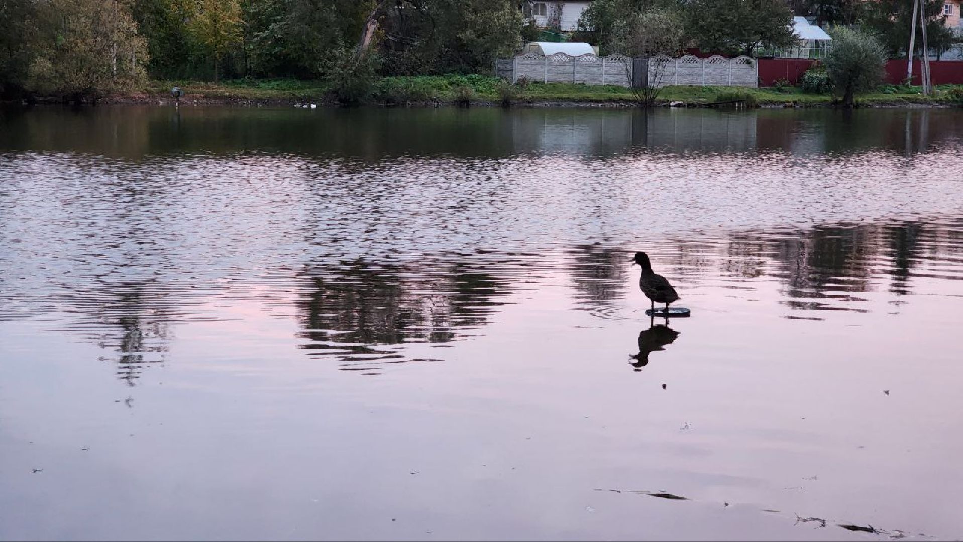 Дмитров, Подсадные утки, Соревнование охотников,