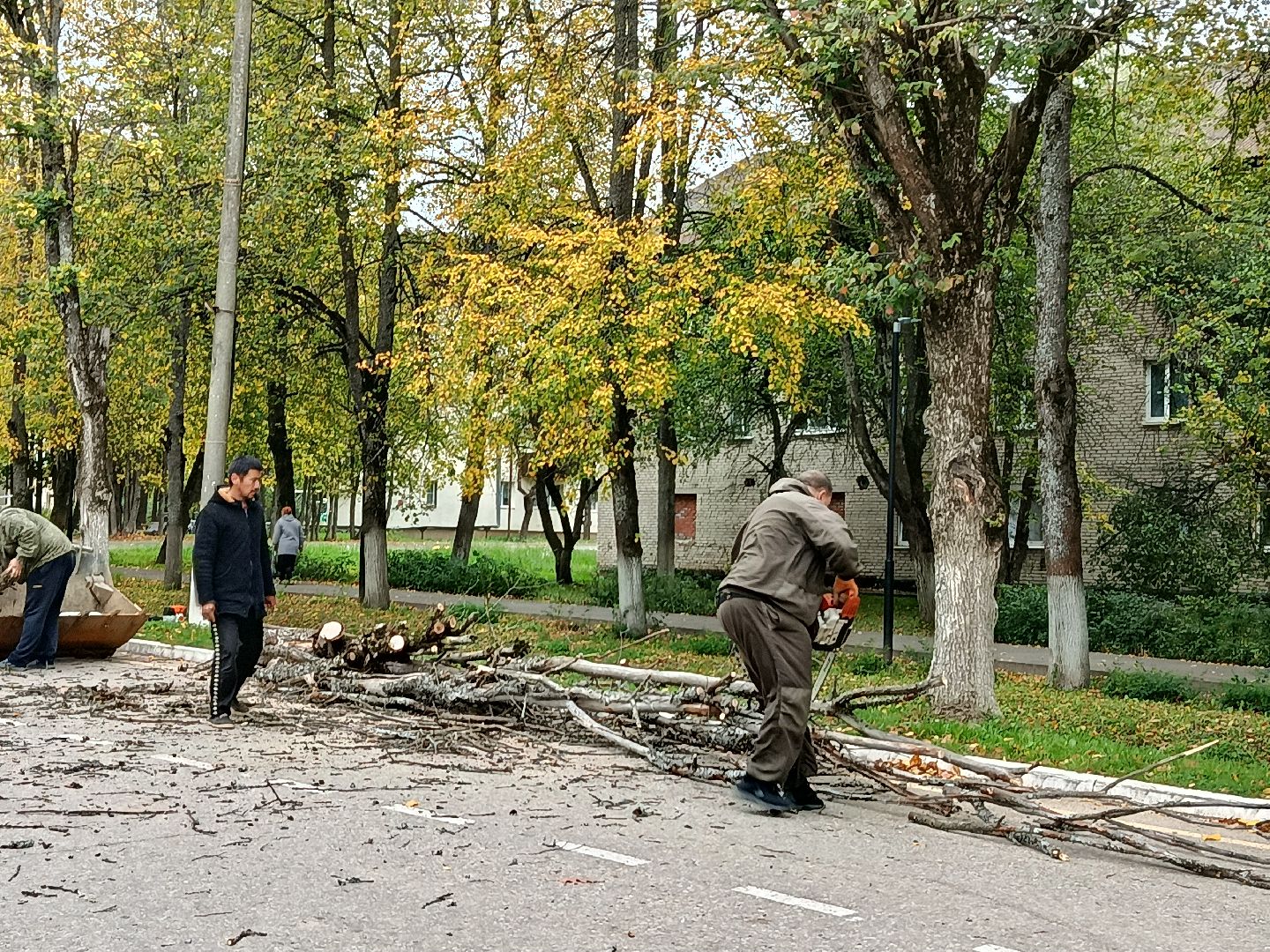 городской округ восход, благоустройство, сухостой, спил деревьев, сухостойные деревья,