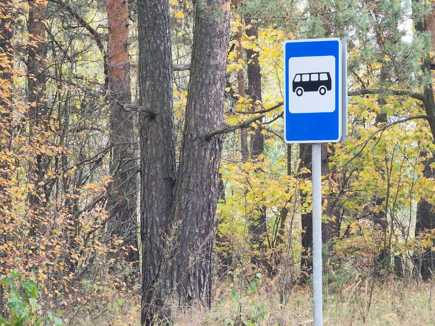 общественный транспорт, остановка, автобусная остановка, старая купавна, богородский городской округ,
