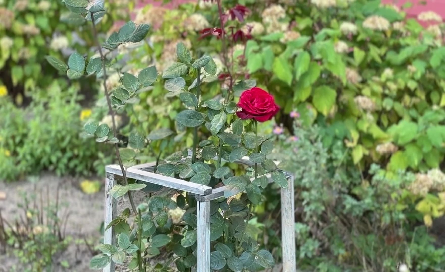 Реутов, благоустройство, сквер, клумбы, цветы,