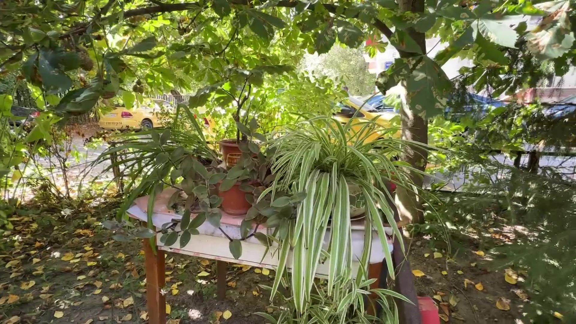 Реутов, благоустройство, сквер, клумбы, цветы,