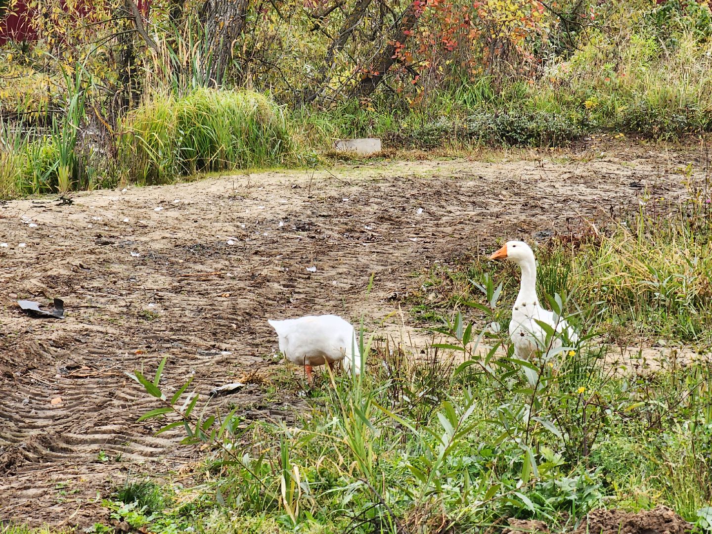 ногинск, выездная администрация, власть, пруд, благоустройство, жители, общество,