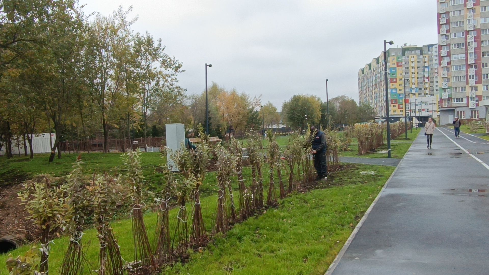 парк, лобня, собака,