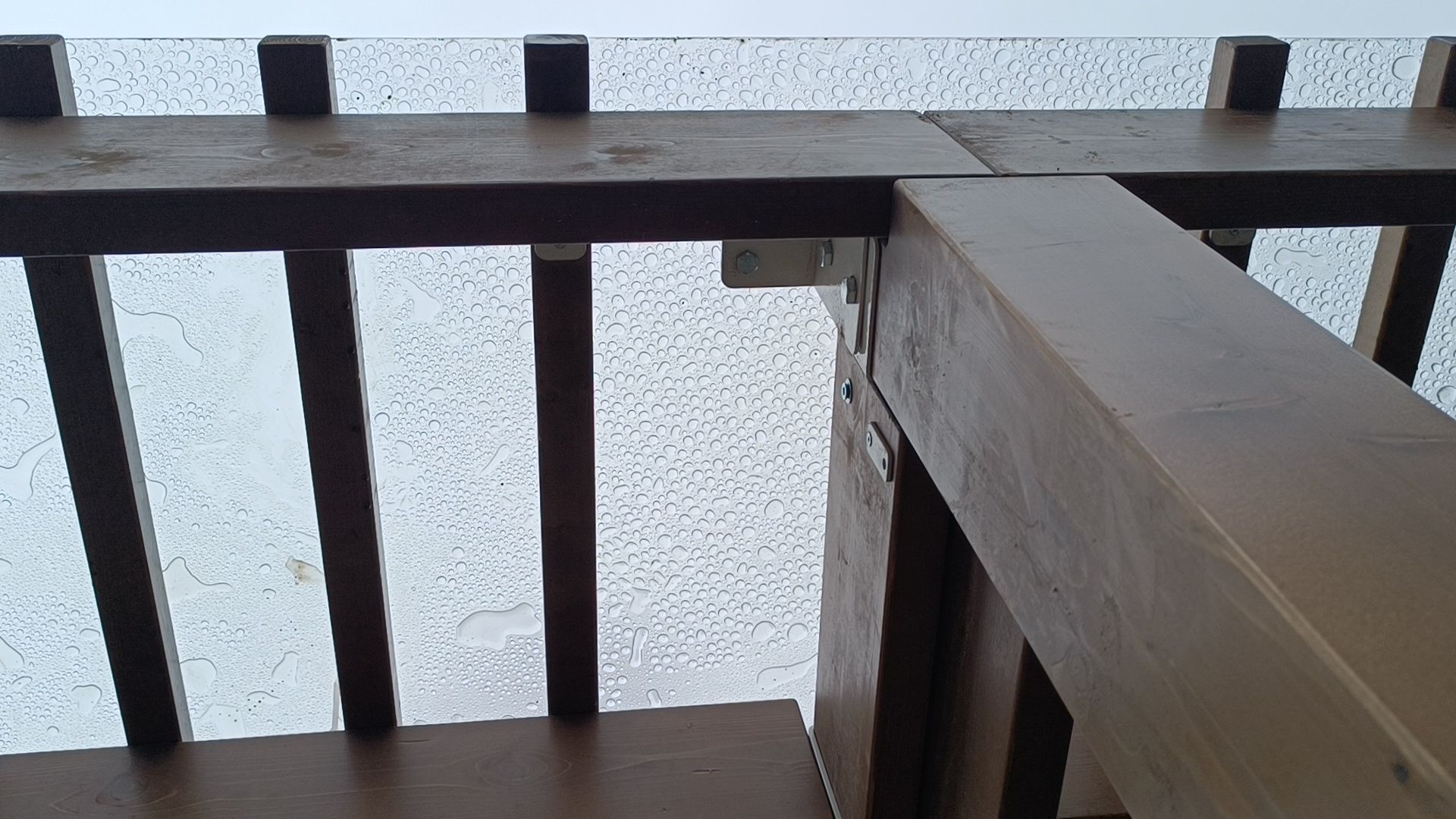 парк, лобня, собака,