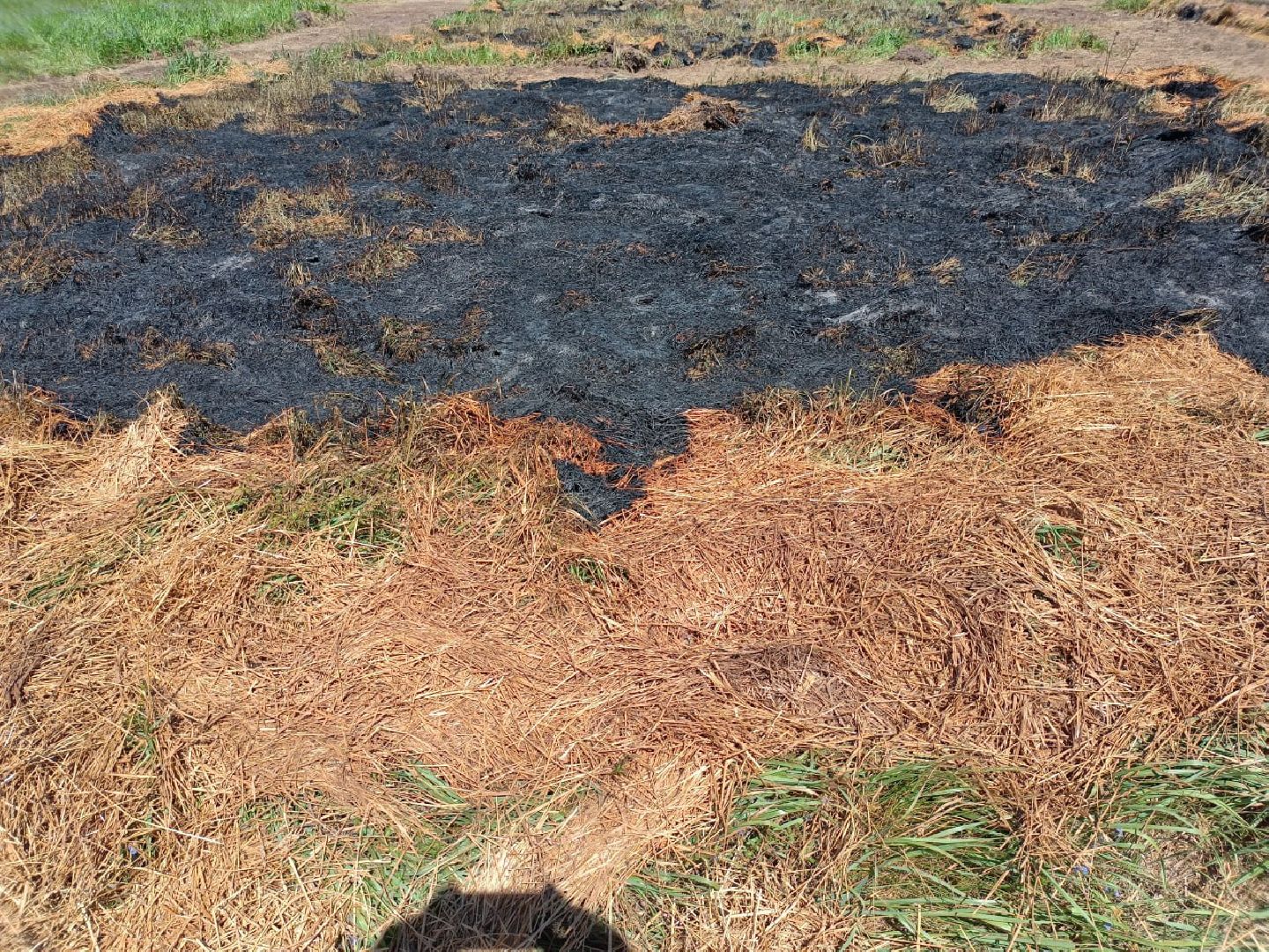 пушкино, лесное хозяйство,пожарная безопасность, пожарная безопасность в лесу, возгорание, тушение пожаров,лесовосстановление,фосфоритный, уникальная методика,