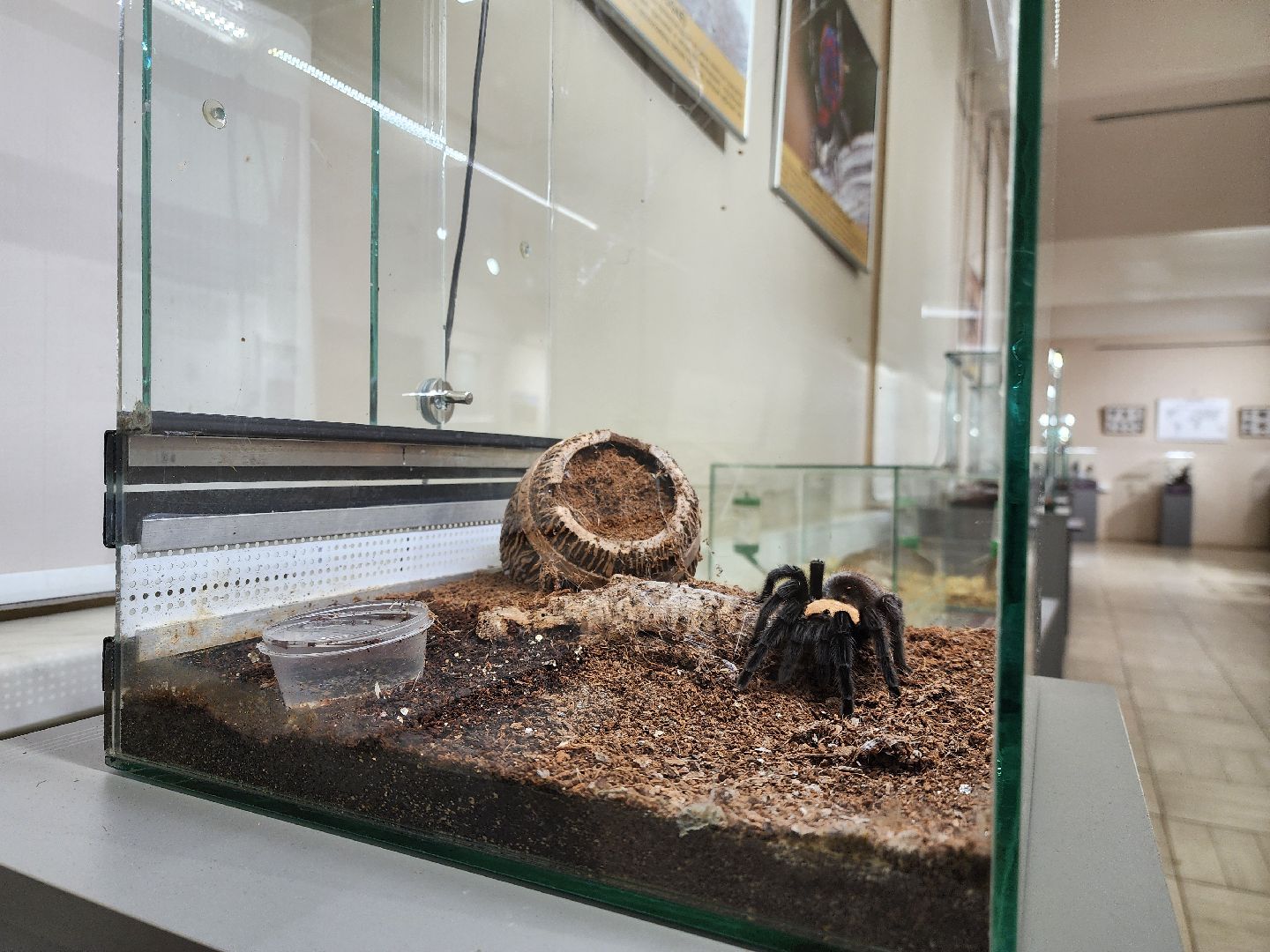 раменское, культура, раменский историко-художественный музей, выставка планета пауков,