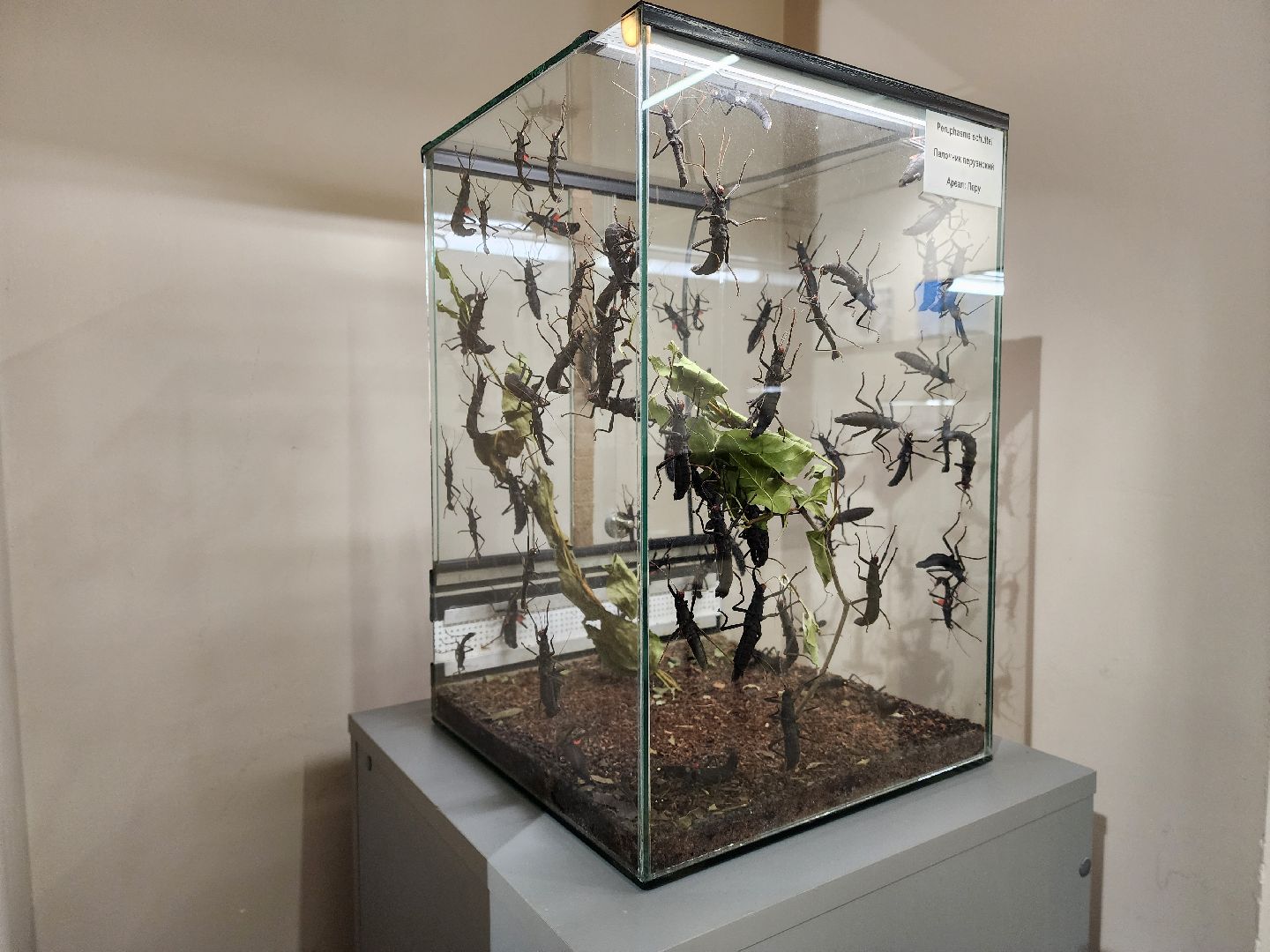 раменское, культура, раменский историко-художественный музей, выставка планета пауков,