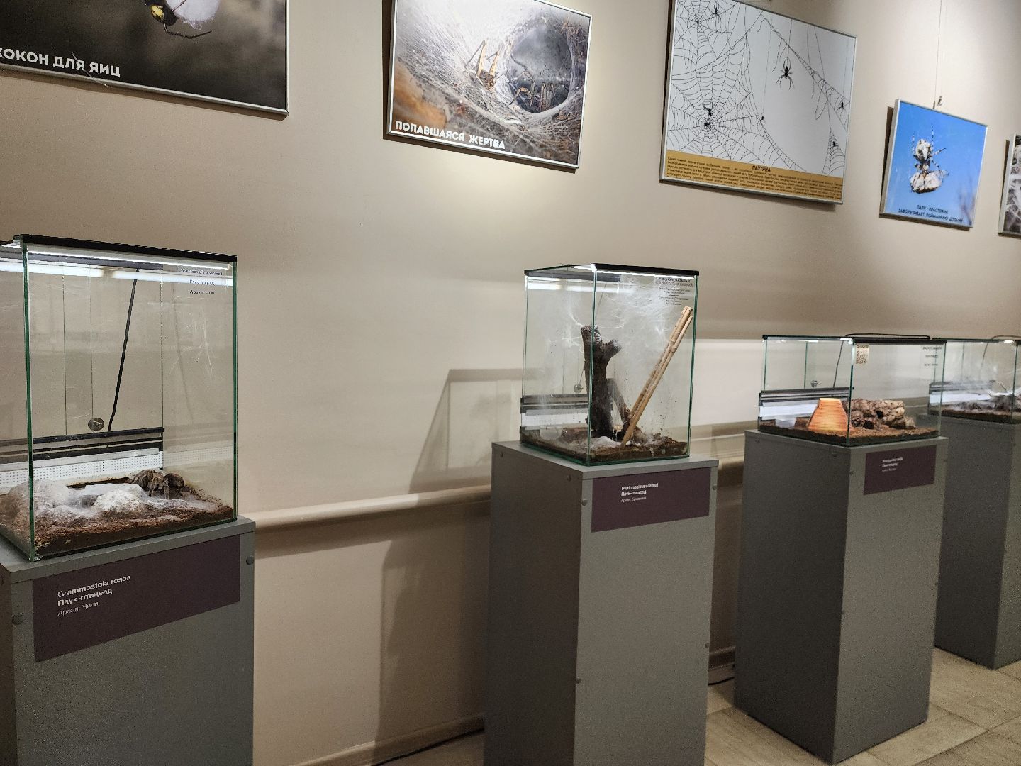раменское, культура, раменский историко-художественный музей, выставка планета пауков,