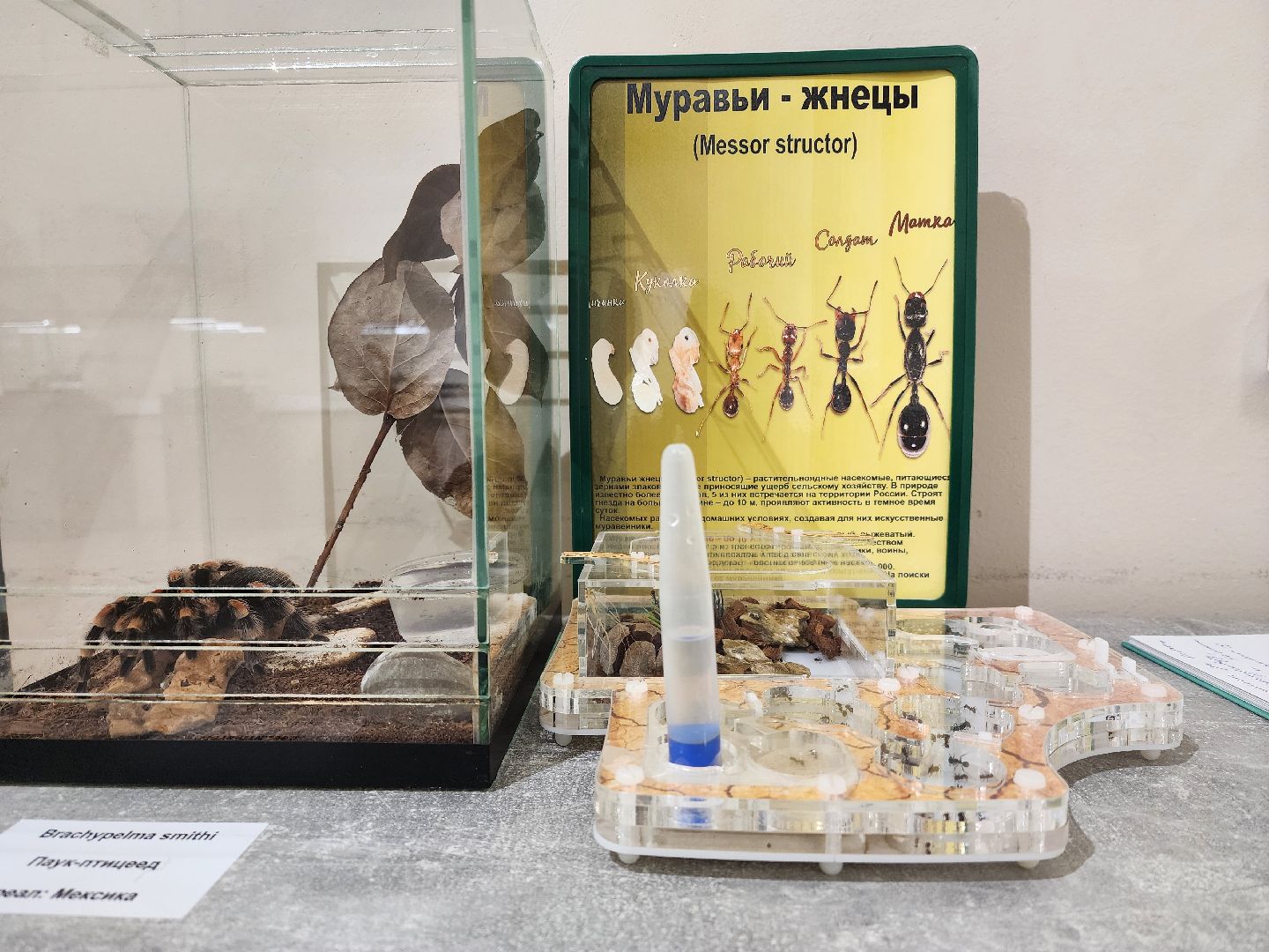 раменское, культура, раменский историко-художественный музей, выставка планета пауков,