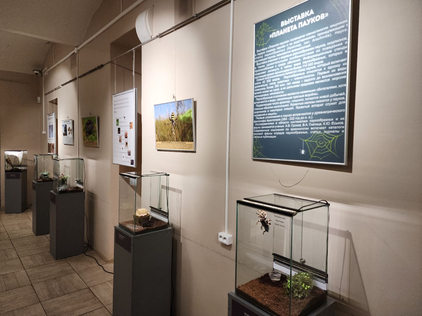 раменское, культура, раменский историко-художественный музей, выставка планета пауков,