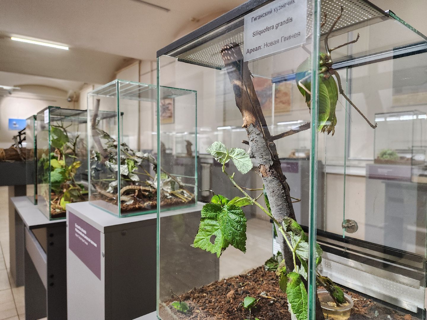 раменское, культура, раменский историко-художественный музей, выставка планета пауков,