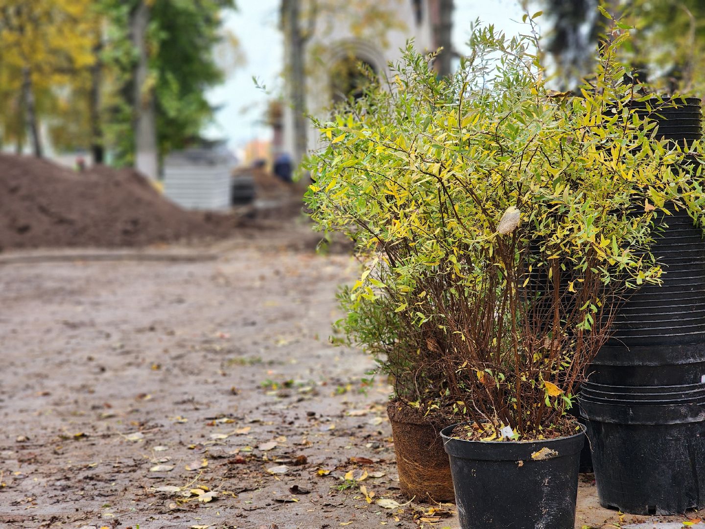 благоустройство, сквер, программа благоустройства, ногинск, богородский городской округ,