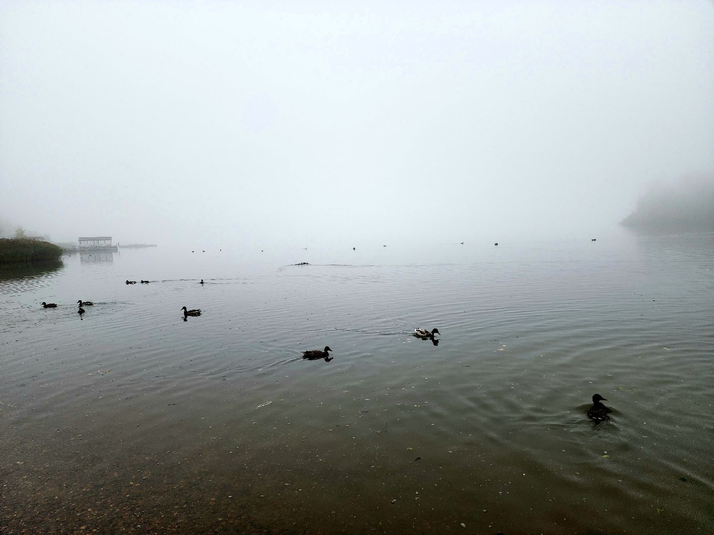 солнечногорск, сенеж , осень, туман, озеро,