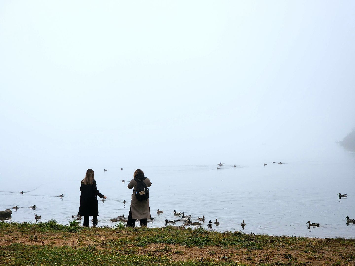 солнечногорск, сенеж , осень, туман, озеро,